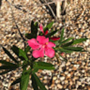 Meet your Posher, Veronica